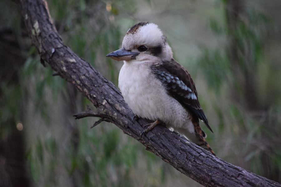 Kookaburra Laughing-001.JPG